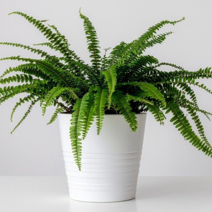 Popularna roślina, kt&oacute;ra psuje klimat w sypialni. Sprawdź, czy ją masz!